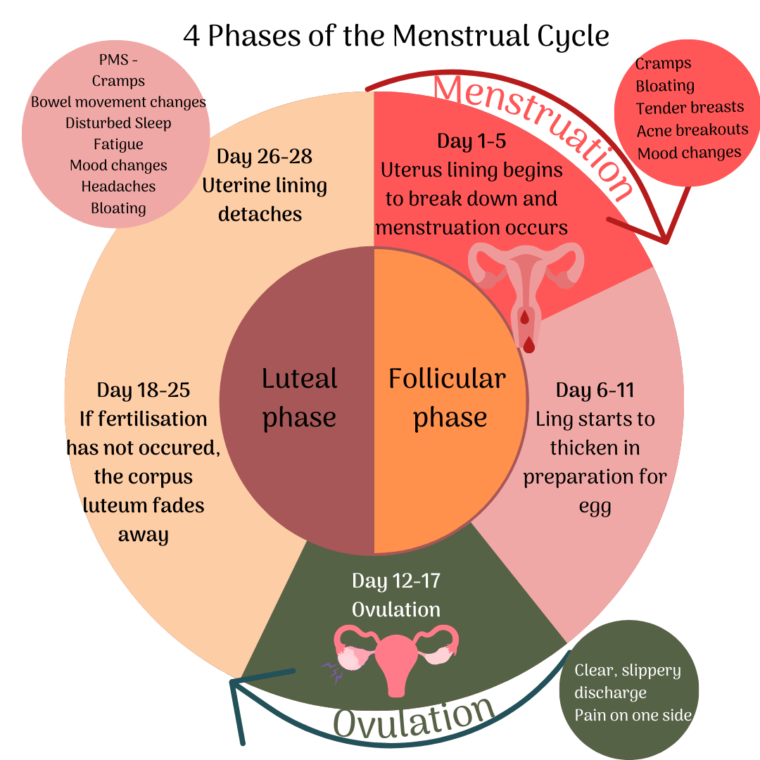 Understanding Your Menstrual Cycle: A Journey Through the Phases - Eco Period Australia