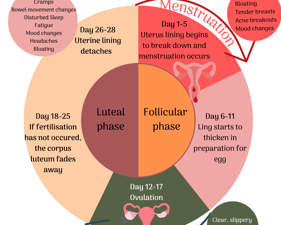 Understanding Your Menstrual Cycle: A Journey Through the Phases - Eco Period Australia
